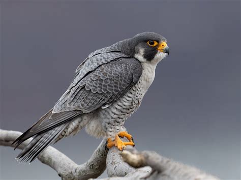 How Big Are Peregrine Falcons Wingspan Size Birdfact