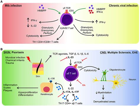 Frontiers T Lymphocytes An Effector Cell In Autoimmunity And