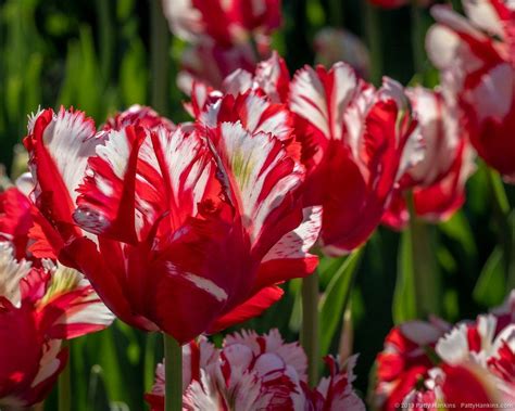 2019 04 Longwood Tulip Parrot Estella Rijnveld 8071 Parrot Tulips