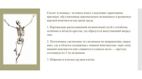 Скелет туловища. Лекция №6 - презентация онлайн