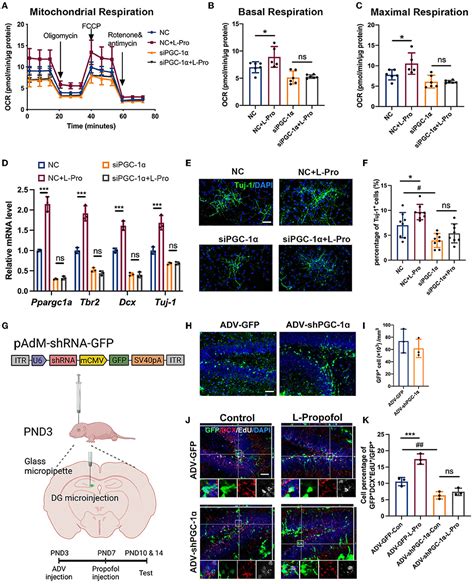 Frontiers Enhanced Hippocampal Neurogenesis Mediated By Pgc