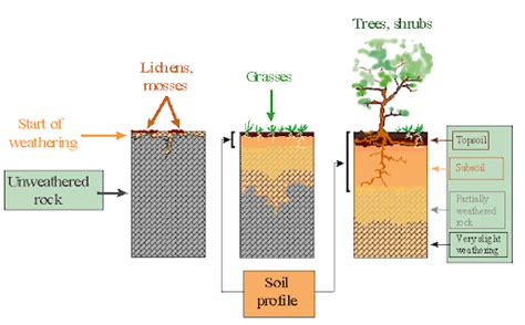 Soil Genesis Formation Of Soil Biogeography Upsc