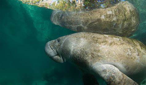 Best Seacow Stock Photos Pictures And Royalty Free Images Istock