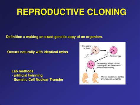 Artificial Embryo Twinning Process