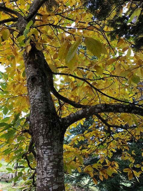 Ch Taignier Arbre Chataignier Tronc