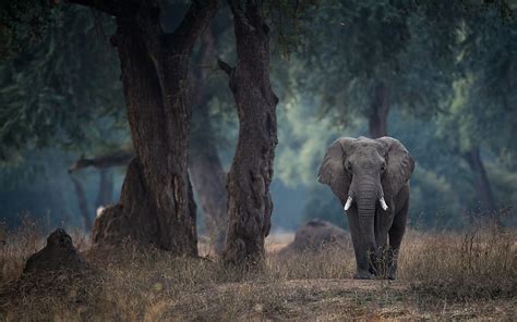 African elephant, forest, wildlife, elephants, wild animals, gray elephant, Zimbabwe, HD ...