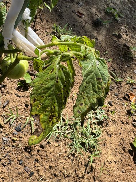 Tomato Plant Disease Rtomatoes