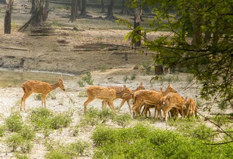 Top 10 Wildlife Sanctuaries and National Parks in Karnataka