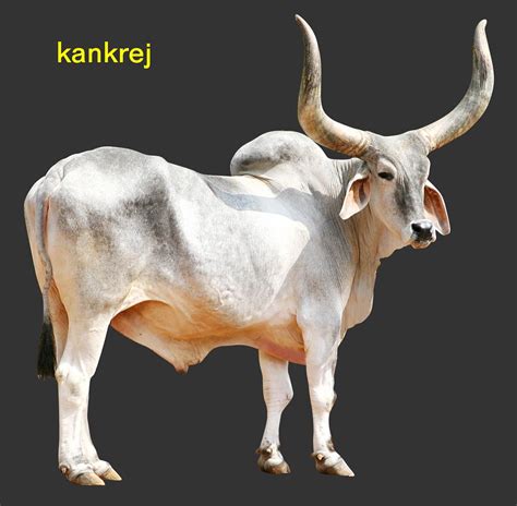 Indian Cow - Indian Cow Breed Kankrej (#2185302) - HD Wallpaper & Backgrounds Download