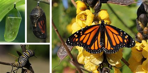 Estados De La Mariposa Monarca En Su Proceso De Metamorfosis Extraídos Download Scientific