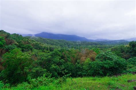 beautiful landscape scenery  green forest mountain  kerala