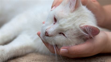 What Can I Give My Cat for Pain Relief? | Holistic Vet Blend