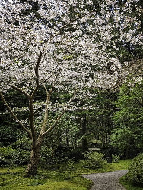 Ms Cherry Blossoms Telegraph