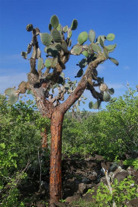 Large Prickly Pear Cactus On Santa Fe Island Galapagos National Park