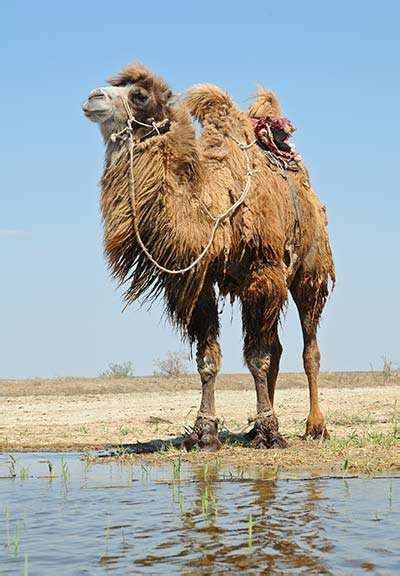 Camel Hair Worlds Finest Wool