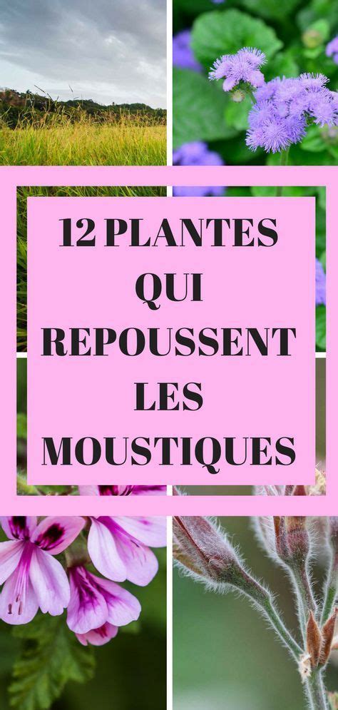 Plantes Qui Repoussent Naturellement Les Moustiques Plante