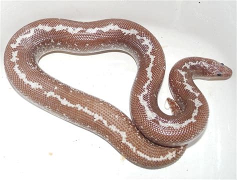 Borg Anery Stripe Het Snow Kenyan Sand Boa By Wallflower Herpetoculture