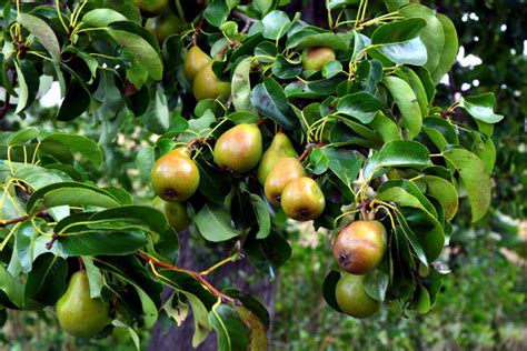 How To Grow Pear Trees Growing Pears In Pots Pears Care Naturebring