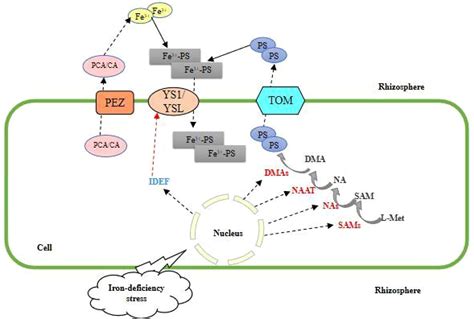 Frontiers Research Progress On Iron Absorption Transport And