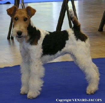 Accueil Elevage De La Rose Magique Eleveur De Chiens Fox Terrier