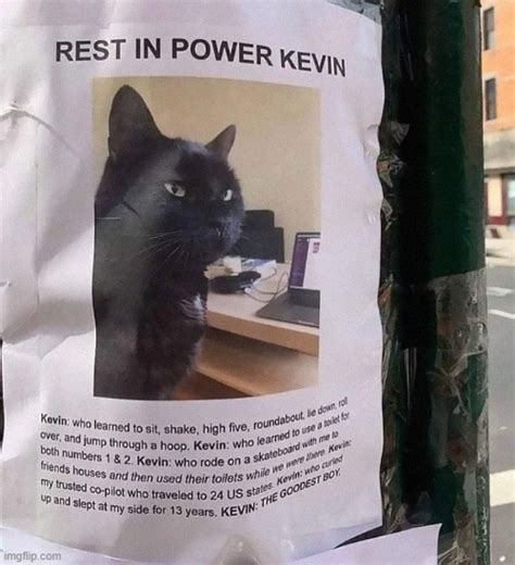 Kevin Sounds Like A Cool Cat Imgflip