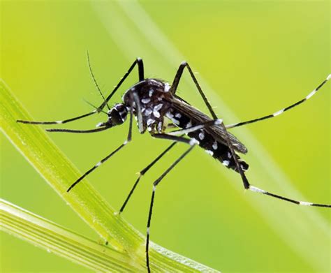 Un traitement de lutte biologique nocif pour la biodiversité