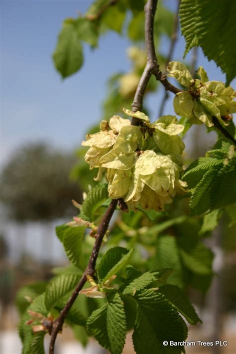Camperdown Elm (Ulmus glabra Camperdownii) for Sale - Barcham Trees 