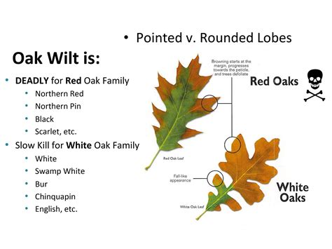 Oak Wilt 101 —