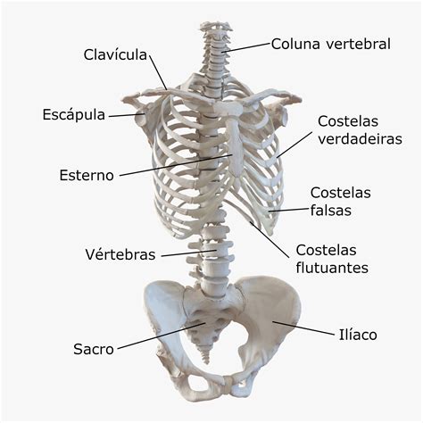 Álbumes 105 Foto Hueso Mas Pequeño Del Cuerpo Humano Lleno