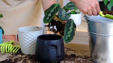 Una Mujer Trasplanta Una Planta De Interior En Maceta Negra Maranta