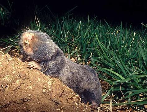 Blind mole rat | Burrowing, Nocturnal & Long-Lived Rodent | Britannica