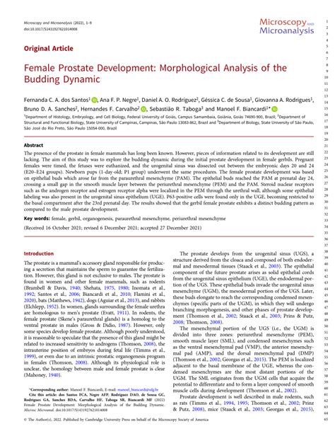 Pdf Female Prostate Development Morphological Analysis Of The