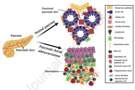 Pancreatic Ductal Adenocarcinoma Microenvironment Reproduced Under The Download Scientific