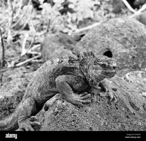 Marine Iguana In The Galapagos Stock Photo Alamy