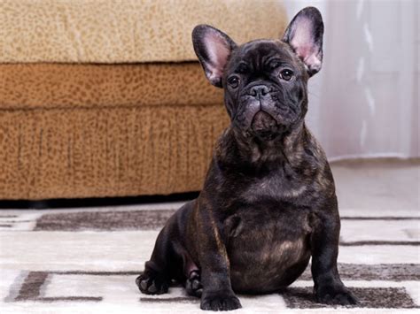 10 Small Dog Breeds for Apartments - VIVO Pets