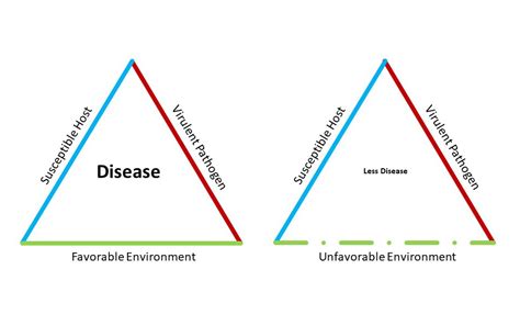 ‘Disease triangle’ indicates COVID-19 peak isn’t the end - AgriLife Today