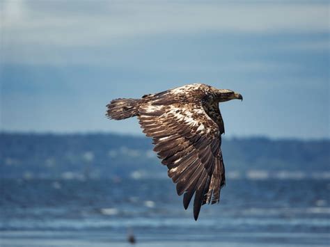 Strengthening State Endangered Species Acts to Conserve Biodiversity