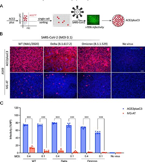 PDF A Newly Engineered A549 Cell Line Expressing ACE2 And TMPRSS2 Is