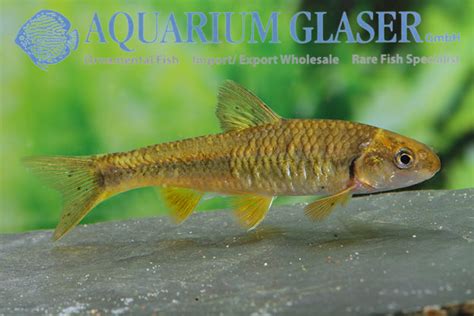 Sarcocheilichthys davidi - Aquarium Glaser GmbH