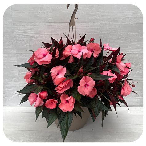 New Guinea Impatiens Hanging Basket - Salmon - Davenport Garden Centre