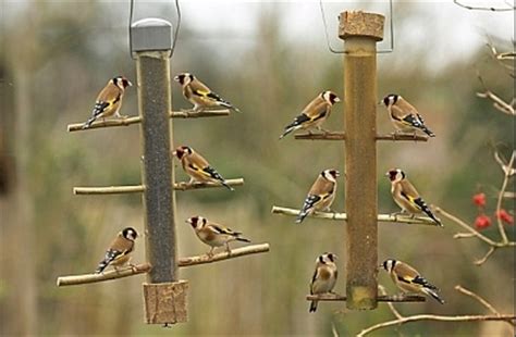 Finch bird feeders | Finch Birds