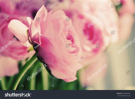 real flowers bouquet images stock  vectors shutterstock