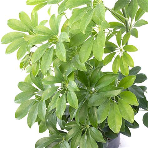Шеффлера. Schefflera Офис - Флора