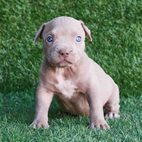 Fawn Blue Nose Pitbull Puppies