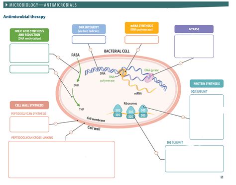 First Aid Antibiotics Diagram Quizlet