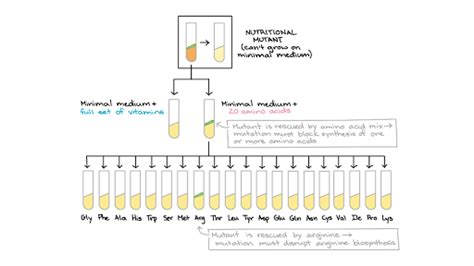 One Gene One Enzyme Beadle And Tatum Article Khan Academy