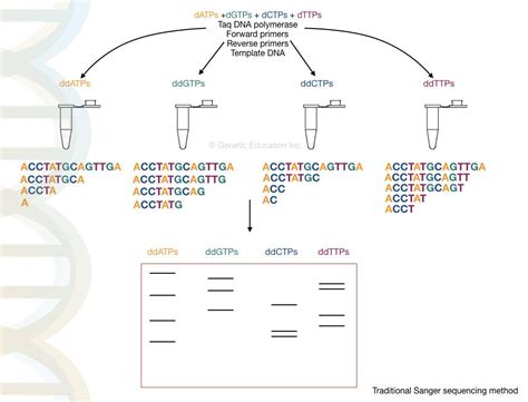 Dna Sequencing History Steps Methods Applications And Limitations