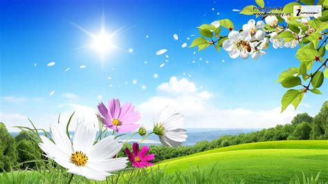 Flowers Sunshine Spring Full Hd Wallpaper Download - Flowers Wallpapers ...