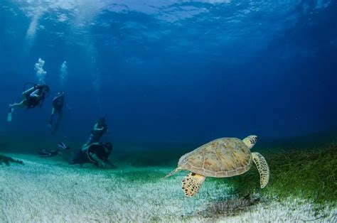 Guide To Find The Best Scuba Diving Locations In Costa Rica