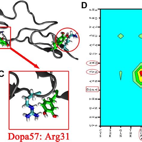 Spatial Correlation Of Basic Residue And Dopa In Mussel Adhesive Download Scientific Diagram